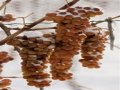 Canada proposes national Icewine regulations to curb fraud  