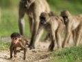 Baboons wipe out South African grape crops