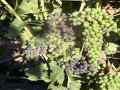 US: Ontario Grape Prices Set  
