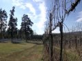 US: VA: Warm Weather Could Mean Problems for Winemakers