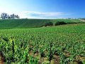 Will Santa Maria Valley AVA Expand?