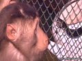 Kazakhstan zoo monkeys given wine 'to ward off flu' 