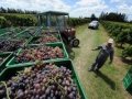 Uruguay is wine world's rising star