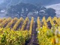 US: California wine industry struggles to keep pace with demand