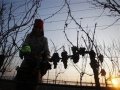 Arctic wave saves Czech ice wine production