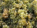 Chardonnay marks 100th birthday of growth in U.S.
