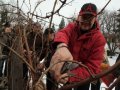 Bulgaria Celebrates Vine and Wine Day