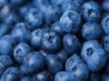 UF research: Blueberry wine has more antioxidants than many grape-based wines