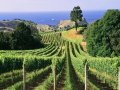 Breakthrough in NZ wine production