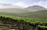 Wine and Temperature